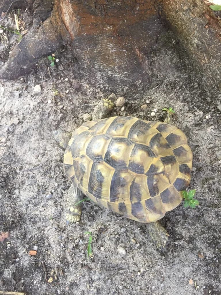 Griechische Landschildkröte sucht neues Zuhause, male Mixed Breed for adoption at Tierschutz Maxdorf