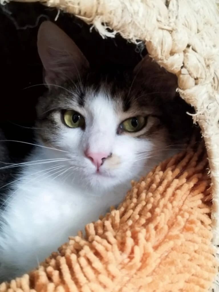 Isalie und Nony suchen ein Zuhause, male Mixed Breed for adoption at Tierschutz Maxdorf