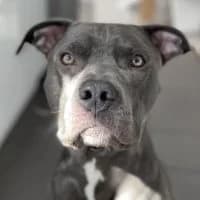 Balou, female Mixed Breed for adoption at Tierschutzverein Offenbach e.V., Offenbach