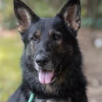 Êasy, male Mixed Breed for adoption at Tierschutzverein Offenbach e.V., Offenbach