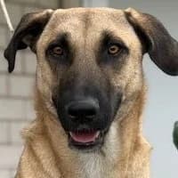 Remi, male Mixed Breed for adoption at Tierschutzverein Offenbach e.V., Offenbach