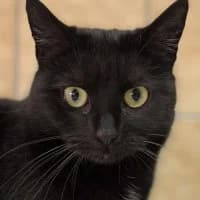 Nela,  Mixed Breed for adoption at Tierschutzverein Offenbach e.V., Offenbach
