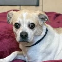Tina, female Mixed Breed for adoption at Tierschutzverein Offenbach e.V., Offenbach
