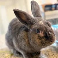 Klopfer,  Mixed Breed for adoption at Tierschutzverein Offenbach e.V., Offenbach