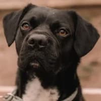 Bobby, male Mixed Breed for adoption at Tierschutzverein Offenbach e.V., Offenbach