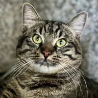 Hugo, male Mixed Breed for adoption at Tierschutzverein Offenbach e.V., Offenbach