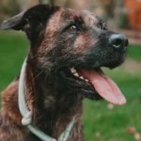 Lana, female Mixed Breed for adoption at Tierschutzverein Offenbach e.V., Offenbach