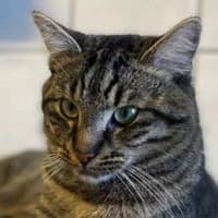 Hugo, male Mixed Breed for adoption at Tierschutzverein Offenbach e.V., Offenbach