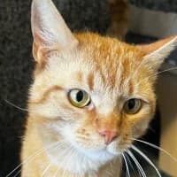 Benito, Mixed Breed (Tierschutzverein Offenbach e.V.)