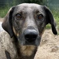 Bibi, female Mixed Breed for adoption at Tierschutzverein Offenbach e.V., Offenbach