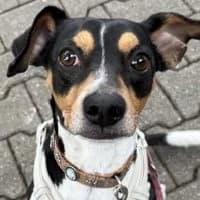 Picasso, male Mixed Breed for adoption at Tierschutzverein Offenbach e.V., Offenbach