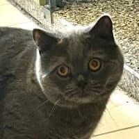 Tomy, male Mixed Breed for adoption at Tierschutzverein Offenbach e.V., Offenbach