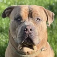 Detlef, male Mixed Breed for adoption at Tierschutzverein Offenbach e.V., Offenbach