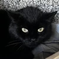 Zoony, male Mixed Breed for adoption at Tierschutzverein Offenbach e.V., Offenbach