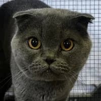 Teddy, Mixed Breed (Tierschutzverein Offenbach e.V.)