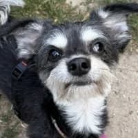 Wilbert, male Mixed Breed for adoption at Tierschutzverein Offenbach e.V., Offenbach