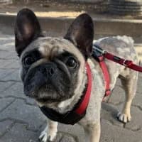 Helga, female Mixed Breed for adoption at Tierschutzverein Offenbach e.V., Offenbach