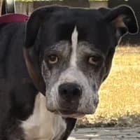Sofie, female Mixed Breed for adoption at Tierschutzverein Offenbach e.V., Offenbach