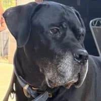 Helmut, male Mixed Breed for adoption at Tierschutzverein Offenbach e.V., Offenbach