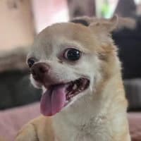 Mia, female Mixed Breed for adoption at Tierschutzverein Offenbach e.V., Offenbach
