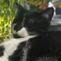 Nio, female Mixed Breed for adoption at Tierschutzverein Offenbach e.V., Offenbach