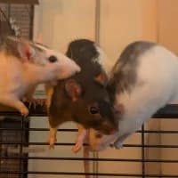 Rattentrio, female Mixed Breed for adoption at Tierschutzverein Offenbach e.V., Offenbach