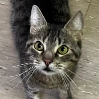 Coco, male Mixed Breed for adoption at Tierschutzverein Offenbach e.V., Offenbach