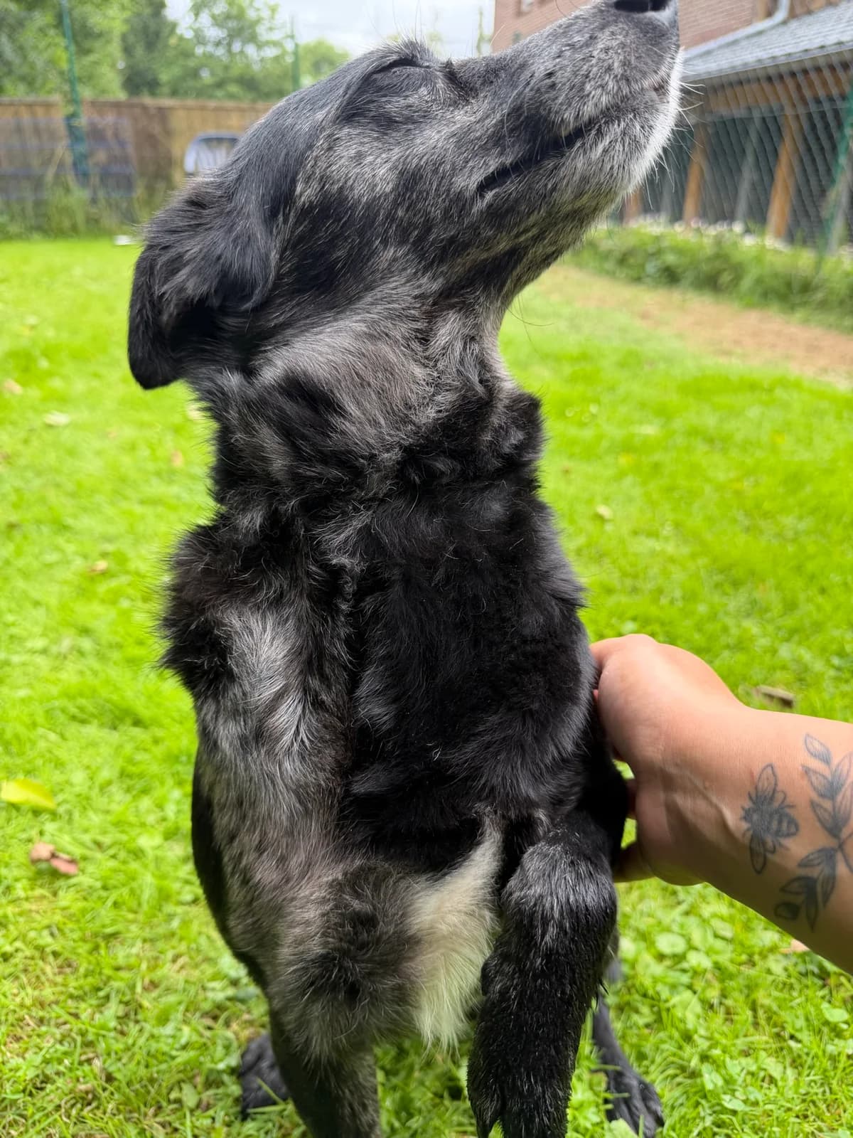 Alba, female 4yo Mixed Breed for adoption at Tierschutz Osterode
