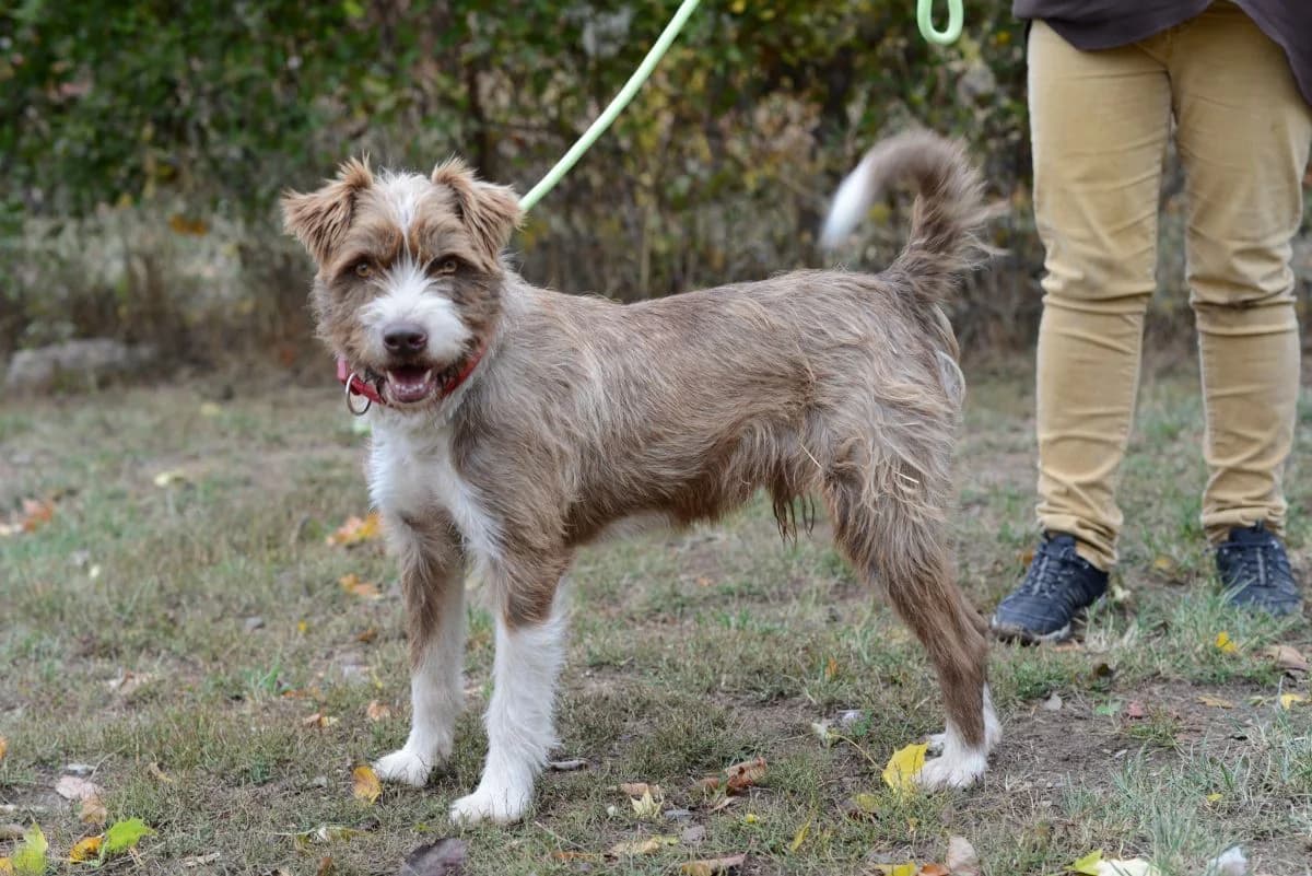 Bruno, male 6yo Mixed Breed for adoption at Tierschutz Osterode