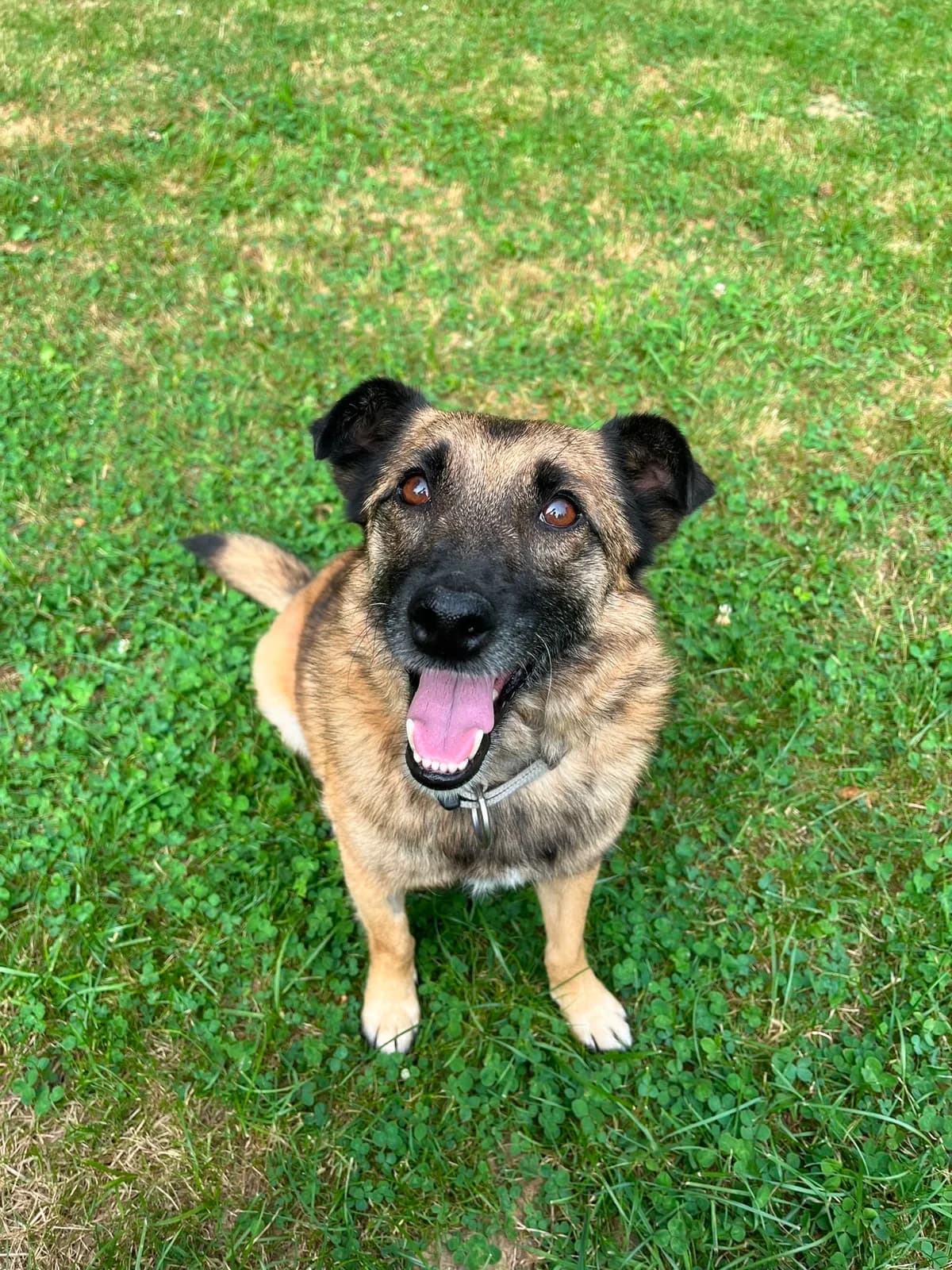 Gari, male 6yo Mixed Breed for adoption at Tierschutz Osterode