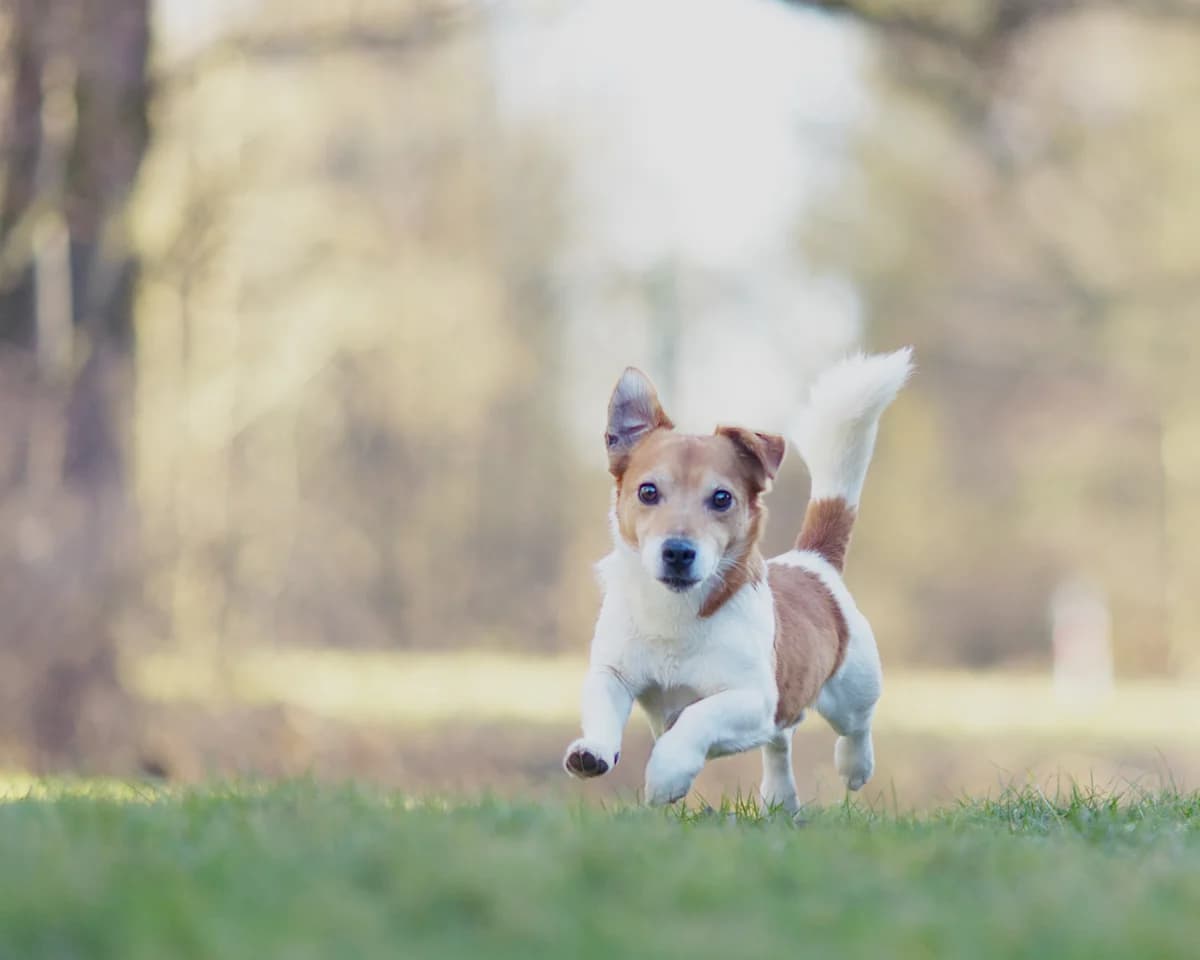 Jacky, male senior Mixed Breed for adoption at Tierschutz Osterode