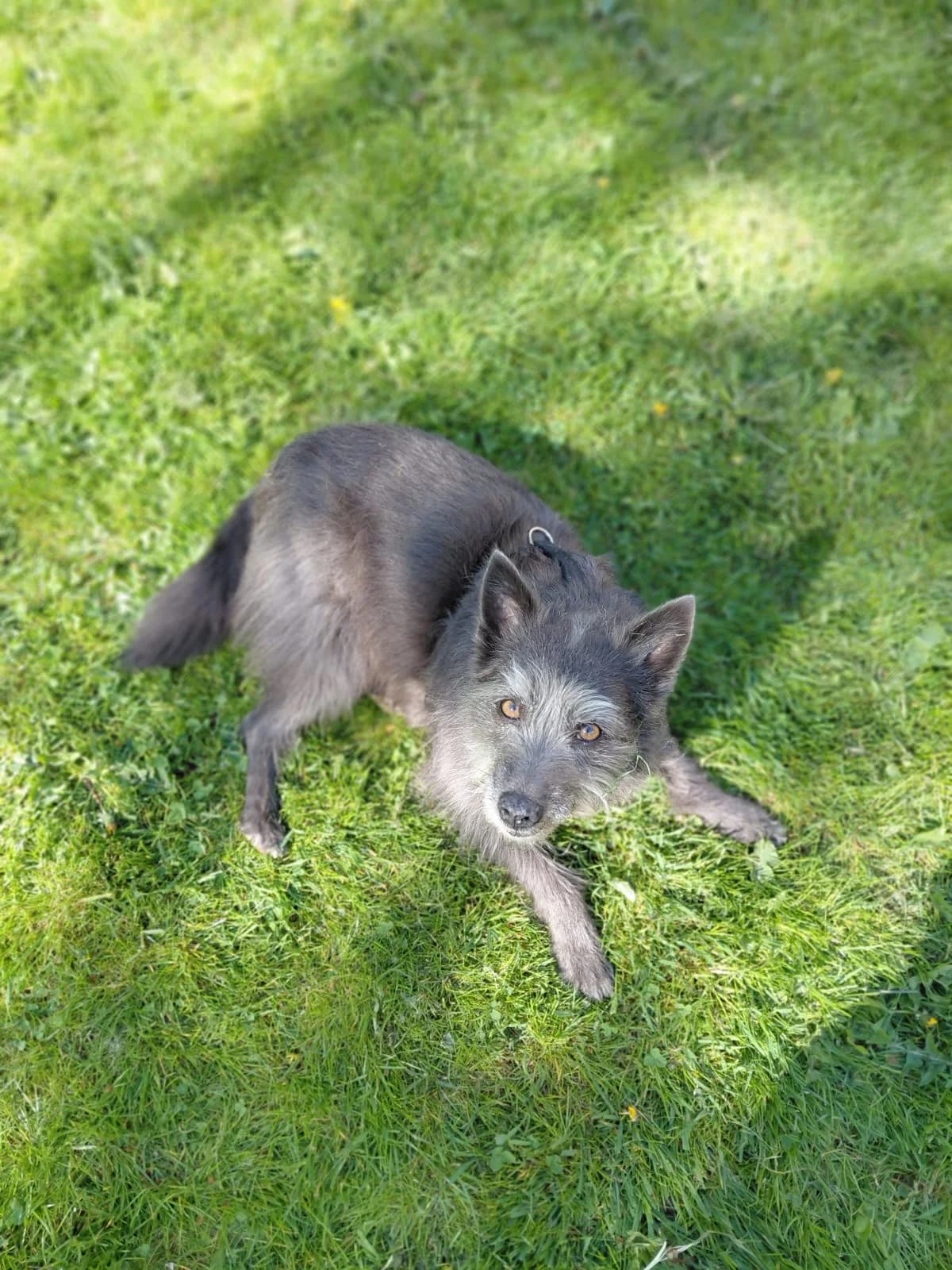 Lissi, female senior Mixed Breed for adoption at Tierschutz Osterode