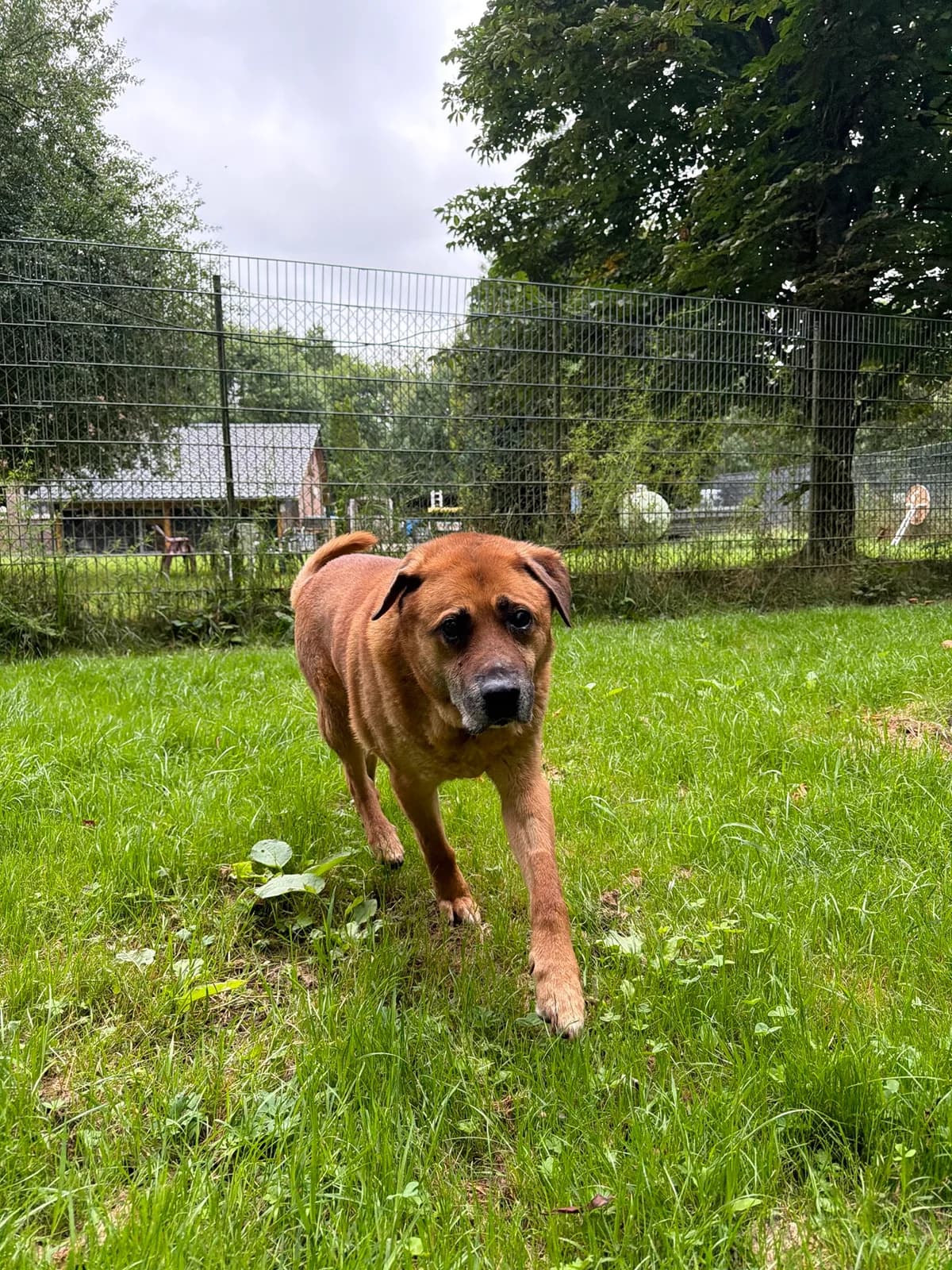 Maci, male senior Mixed Breed for adoption at Tierschutz Osterode