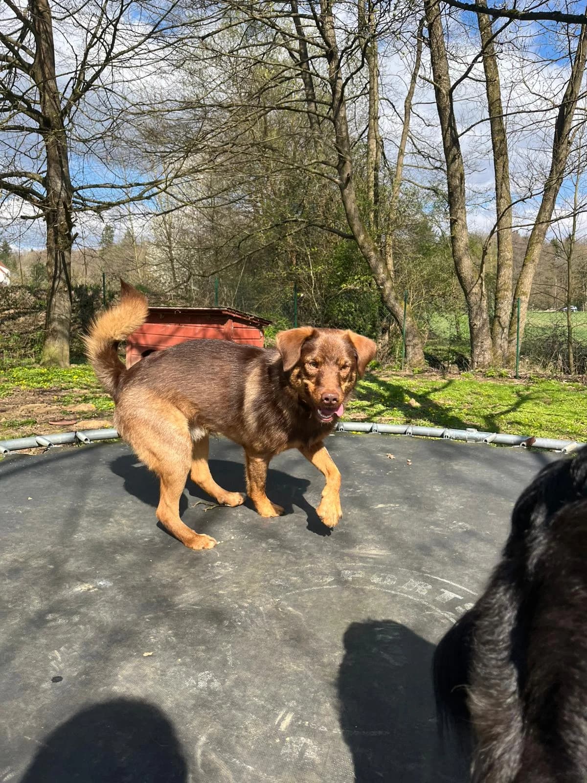Nono, male young Mixed Breed for adoption at Tierschutz Osterode