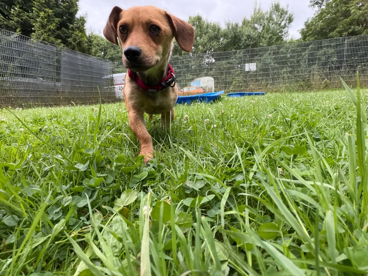 Pepe, male young Mixed Breed for adoption at Tierschutz Osterode