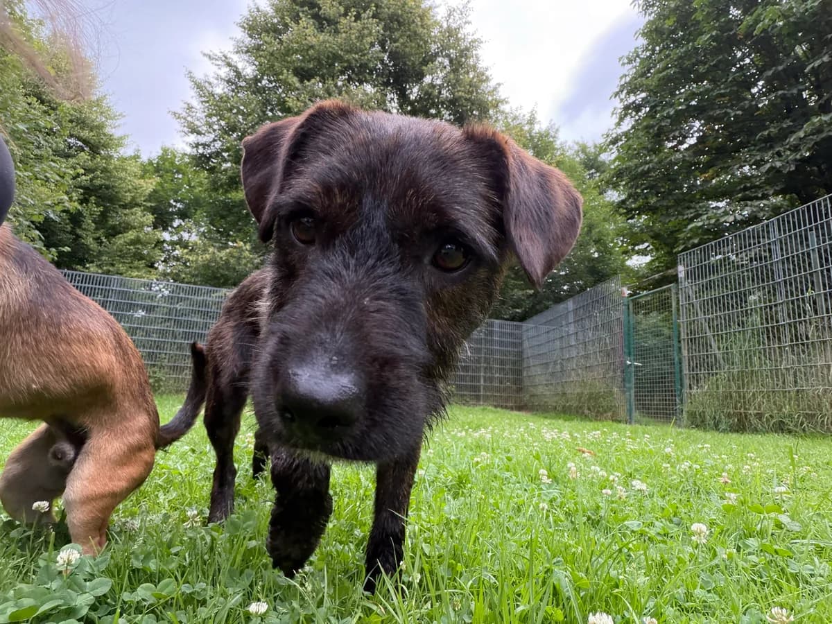 Pip, male 3yo Mixed Breed for adoption at Tierschutz Osterode