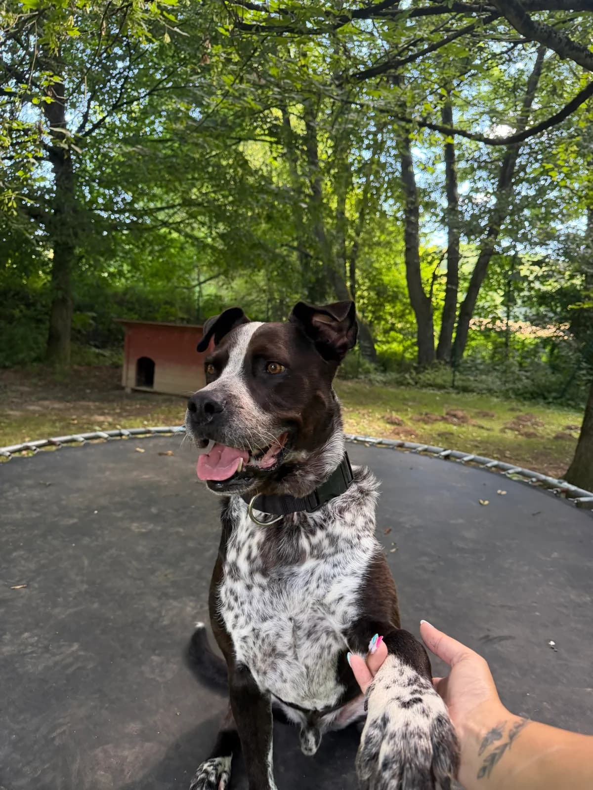 Rexi, male 7yo Mixed Breed for adoption at Tierschutz Osterode
