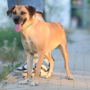 Nady, female young Mixed Breed for adoption at Tierschutz-Pfote e.V., Lohmar