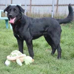 Sam, female young Mixed Breed for adoption at Tierschutz-Pfote e.V., Lohmar