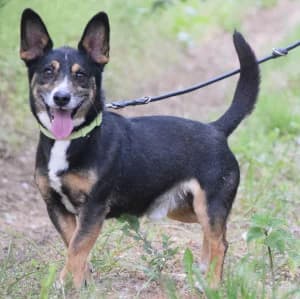 Zero, Mixed Breed (Tierschutz-Pfote e.V.)