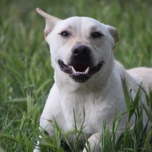 Momo, Mixed Breed (Tierschutz-Pfote e.V.)