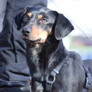 Lina, female young Mixed Breed for adoption at Tierschutz-Pfote e.V., Lohmar