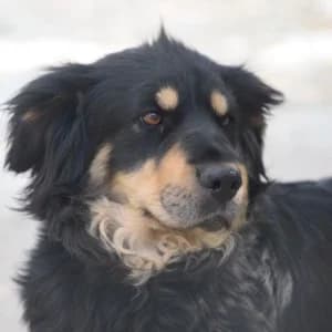 Saga, female young Mixed Breed for adoption at Tierschutz-Pfote e.V., Lohmar