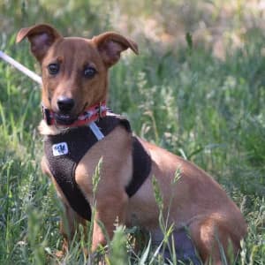Bobo, female young Mixed Breed for adoption at Tierschutz-Pfote e.V., Lohmar