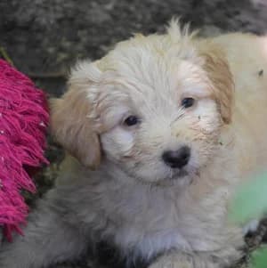 Lea, female puppy Mixed Breed for adoption at Tierschutz-Pfote e.V., Lohmar