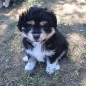 Luna, female puppy Mixed Breed for adoption at Tierschutz-Pfote e.V., Lohmar