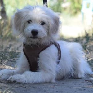 Leo, male puppy Mixed Breed for adoption at Tierschutz-Pfote e.V., Lohmar
