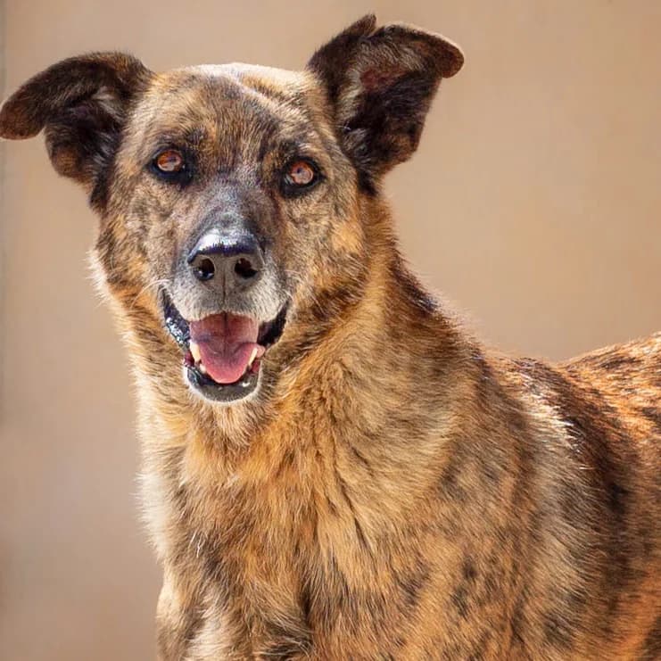 Hampton, male senior Mixed Breed for adoption at Tierschutz Pur e.V., Kettershausen