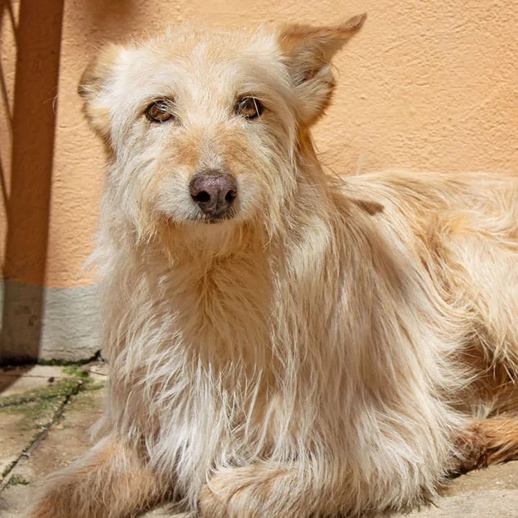 Baldo, male 6yo Mixed Breed for adoption at Tierschutz Pur e.V., Kettershausen