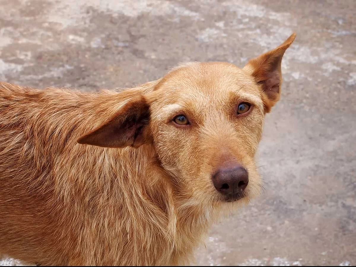 Guill, male senior Mixed Breed for adoption at Tierschutz Pur e.V., Kettershausen